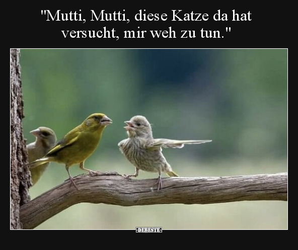 "Mutti, Mutti, diese Katze da hat versucht, mir weh zu.." - Lustige Bilder | DEBESTE.de