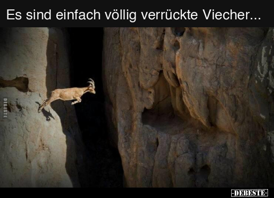 Es sind einfach völlig verrückte Viecher...