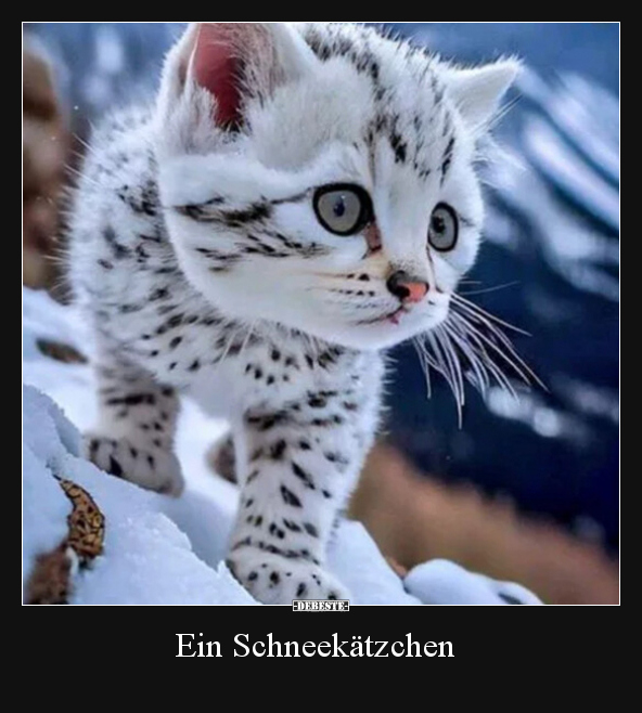 Ein Schneekätzchen.. - Lustige Bilder | DEBESTE.de