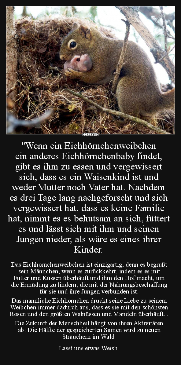 "Wenn ein Eichhörnchenweibchen ein anderes.." - Lustige Bilder | DEBESTE.de