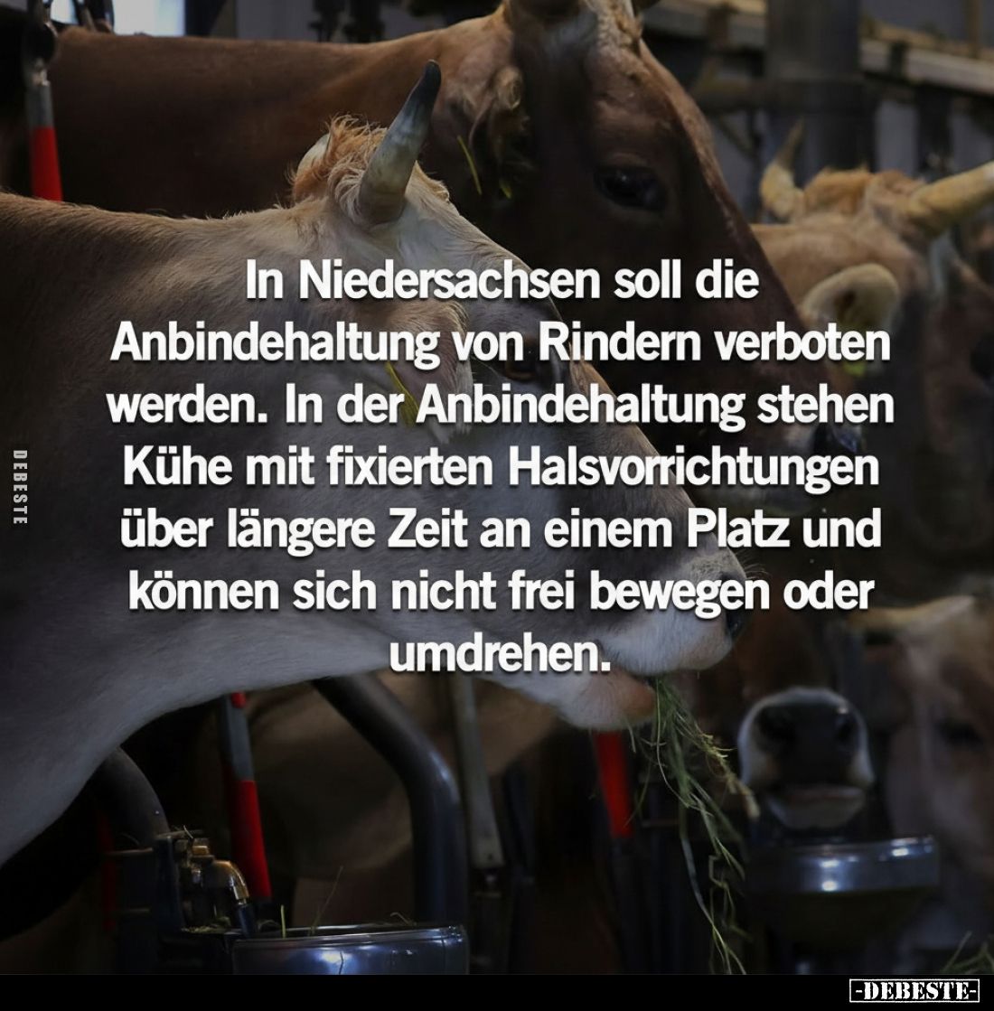 In Niedersachsen soll die Anbindehaltung von Rindern verboten werden. In der Anbindehaltung stehen Kühe mit fixierten Halsvor...