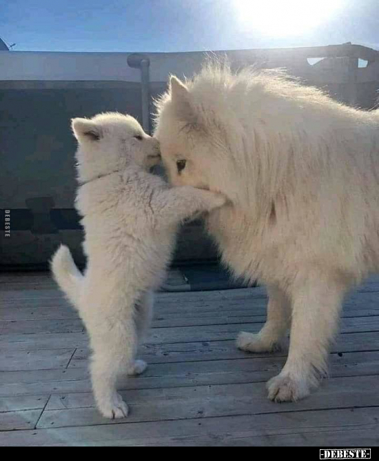  - Lustige Bilder | DEBESTE.de