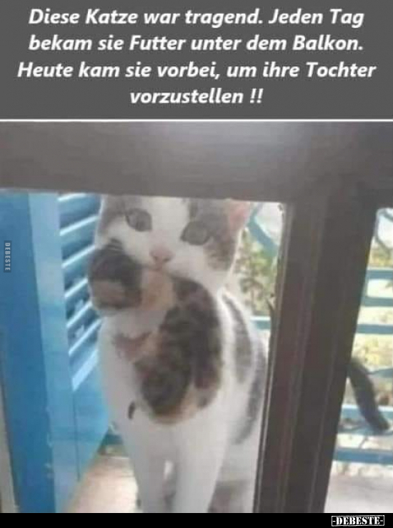 Diese Katze war tragend. Jeden Tag bekam sie Futter unter.. - Lustige Bilder | DEBESTE.de
