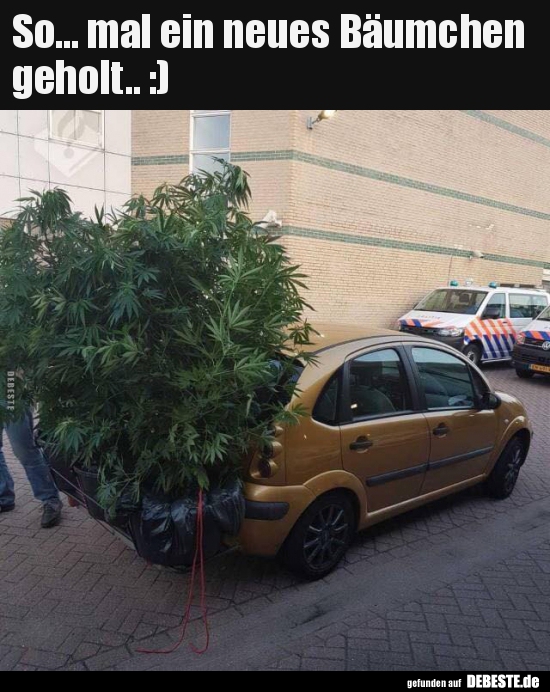 So... mal ein neues Bäumchen geholt.. :)