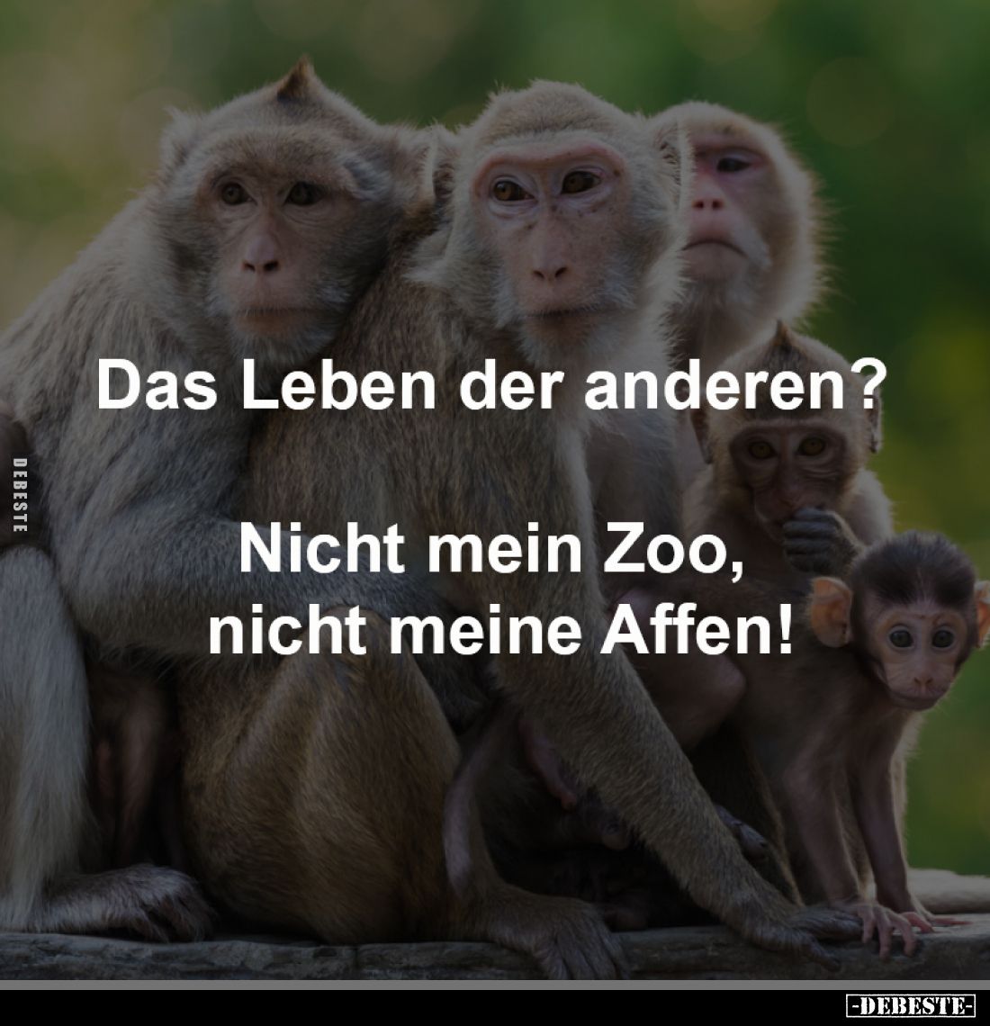 Das Leben der anderen?
Nicht mein Zoo,
nicht meine Affen!