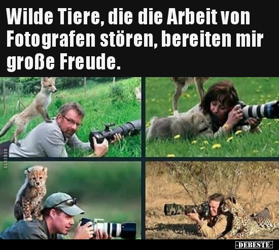 Wilde Tiere, die die Arbeit von Fotografen stören, bereiten.. - Lustige Bilder | DEBESTE.de