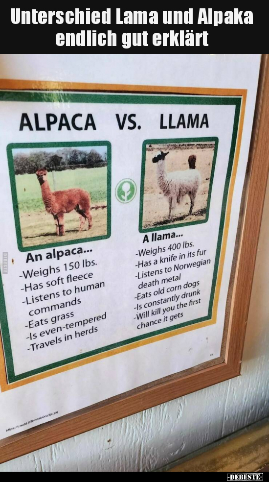 Unterschied Lama und Alpaka endlich gut erklärt.. - Lustige Bilder | DEBESTE.de