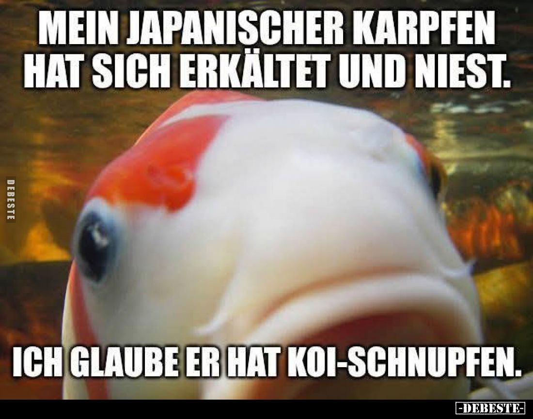 Mein japanischer Karpfen hat sich erkältet und niest.

Ich glaube er hat Koi-Schnupfen.