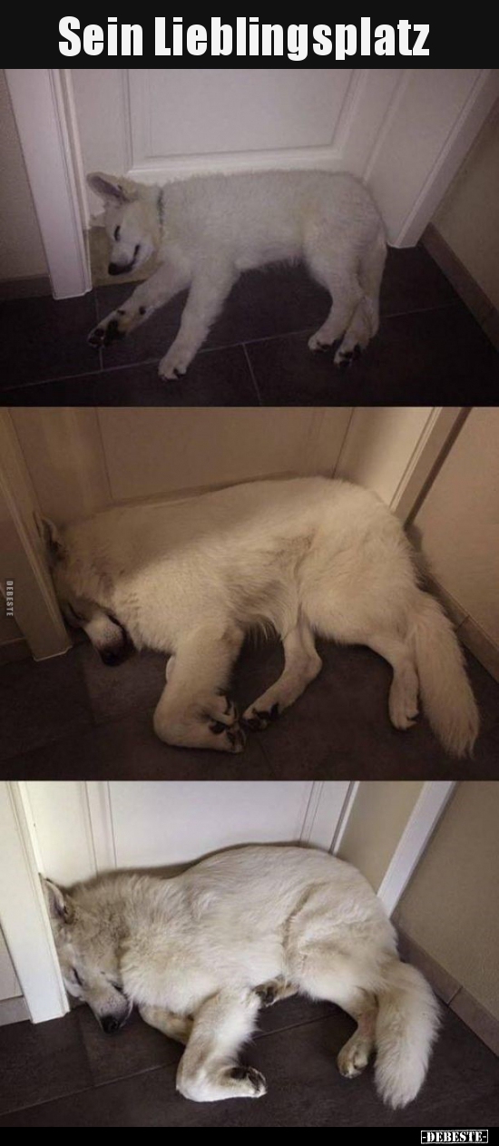 Sein Lieblingsplatz..
