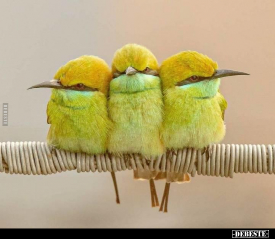  - Lustige Bilder | DEBESTE.de