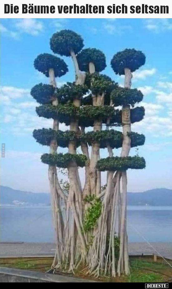 Die Bäume verhalten sich seltsam..