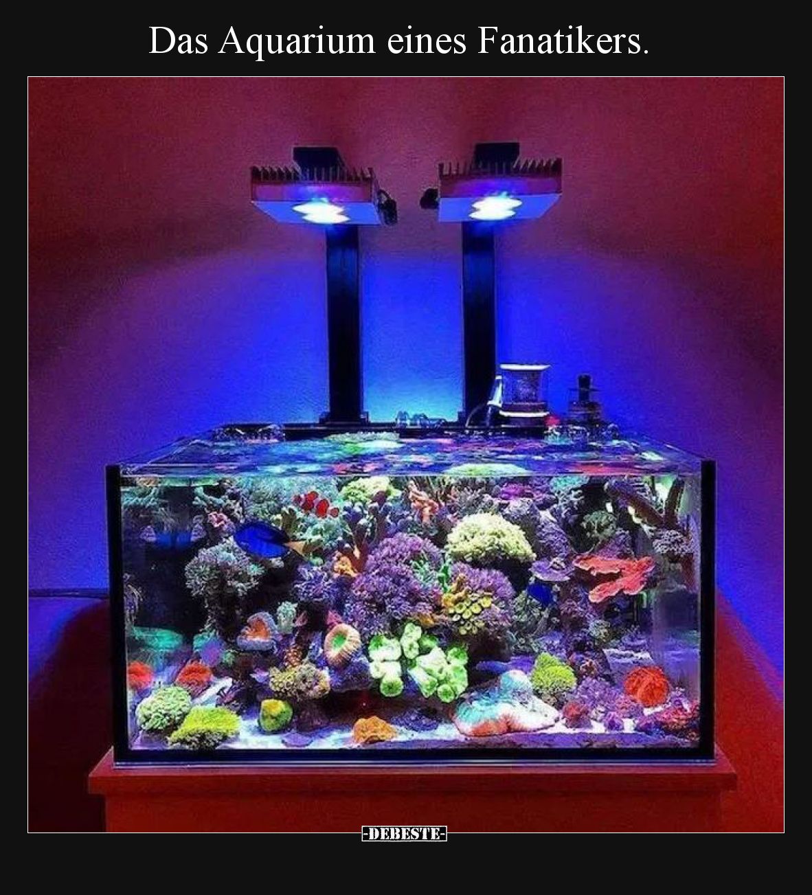Das Aquarium eines Fanatikers