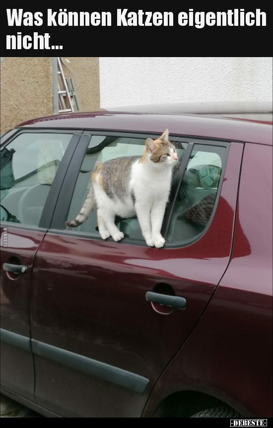 Was können Katzen eigentlich nicht...