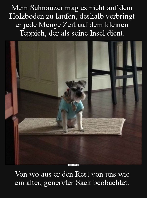 Mein Schnauzer mag es nicht auf dem Holzboden zu laufen..