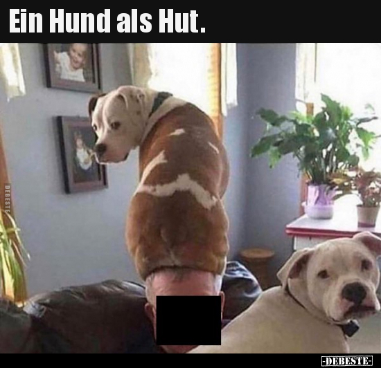 Ein Hund als Hut...