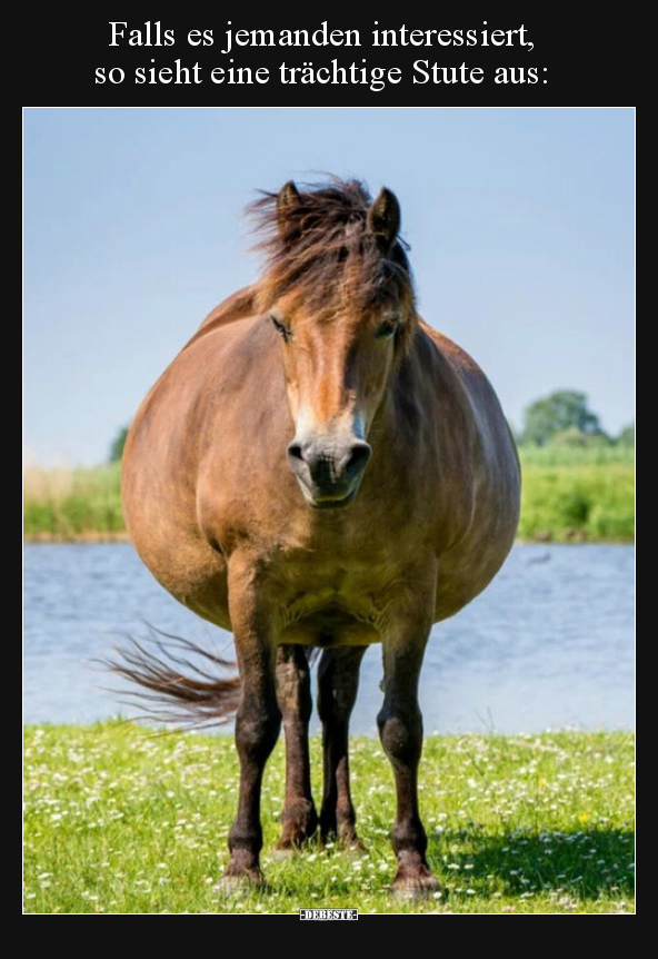 Falls es jemanden interessiert, so sieht eine trächtige..