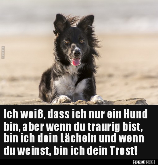 Ich weiß, dass ich nur ein Hund bin, aber wenn du traurig.. - Lustige Bilder | DEBESTE.de