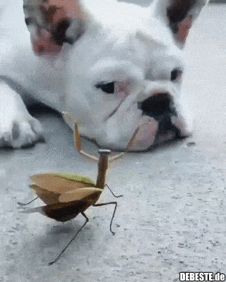  - Lustige Bilder | DEBESTE.de