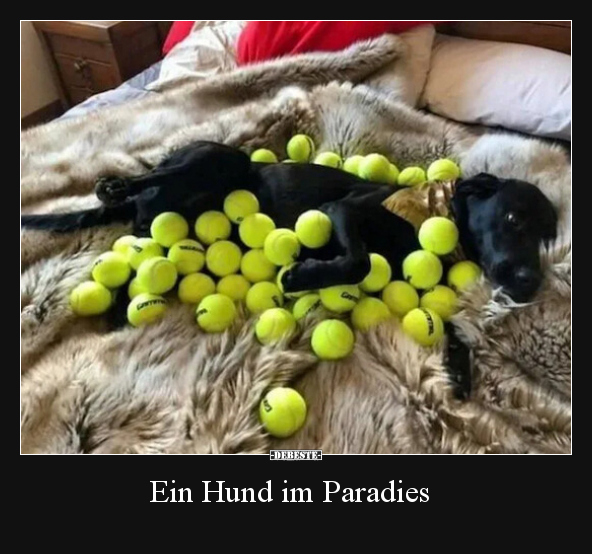 Ein Hund im Paradies.. - Lustige Bilder | DEBESTE.de