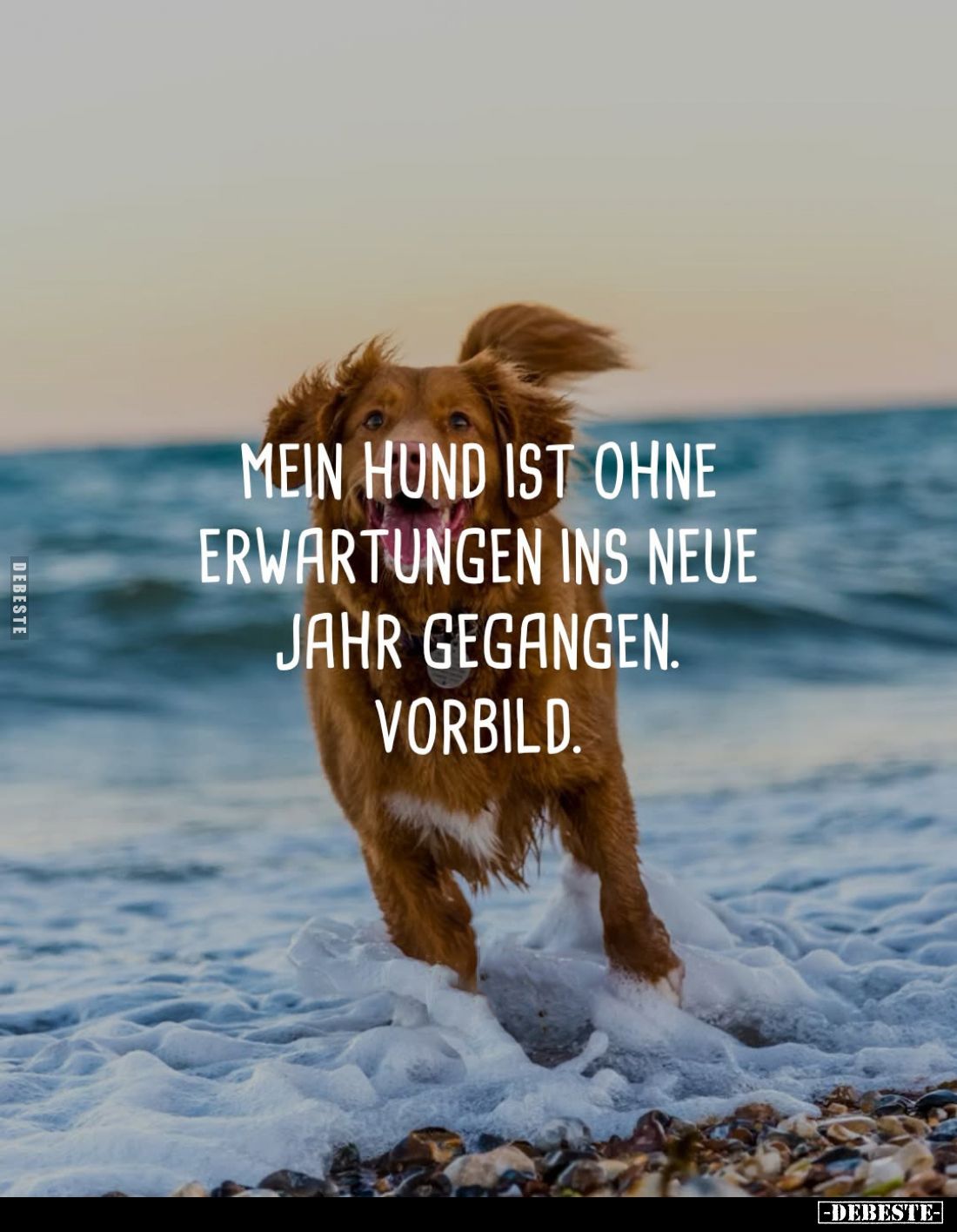 Mein Hund ist ohne Erwartungen ins neue Jahr gegangen. Vorbild.
