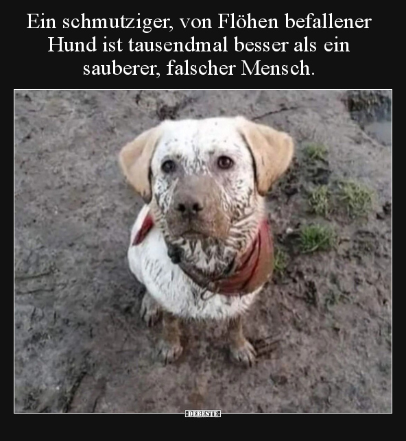 Ein schmutziger, von Flöhen befallener Hund ist tausendmal.. - Lustige Bilder | DEBESTE.de