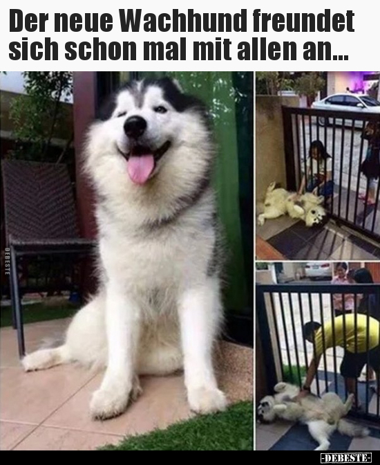 Der neue Wachhund freundet sich schon mal mit allen.. - Lustige Bilder | DEBESTE.de