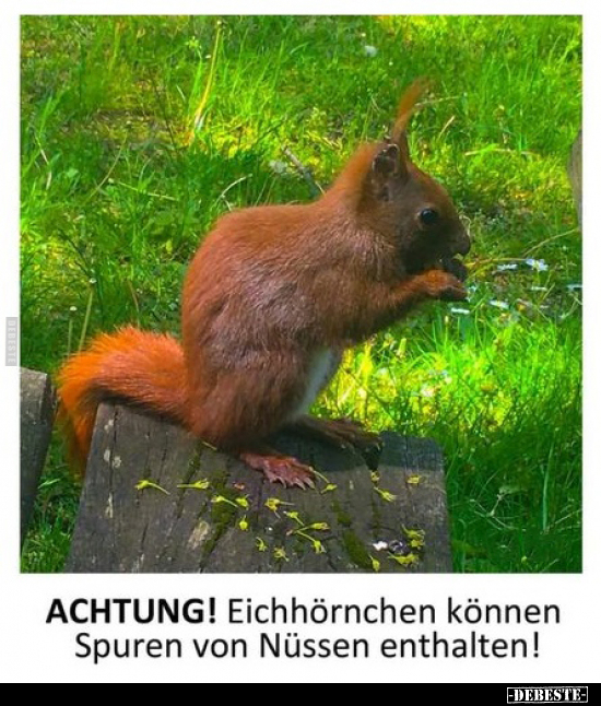 ACHTUNG! Eichhörnchen können Spuren von Nüssen.. - Lustige Bilder | DEBESTE.de