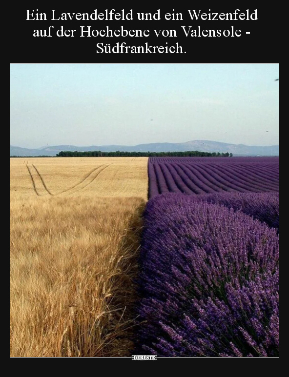 Ein Lavendelfeld und ein Weizenfeld auf der Hochebene von.. - Lustige Bilder | DEBESTE.de