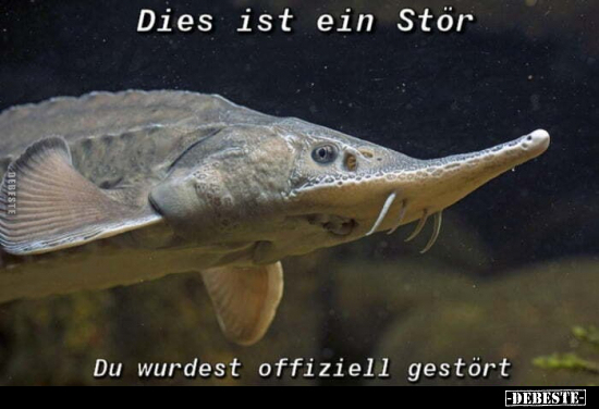 Dies ist ein Stör.
Du wurdest offiziell gestört.