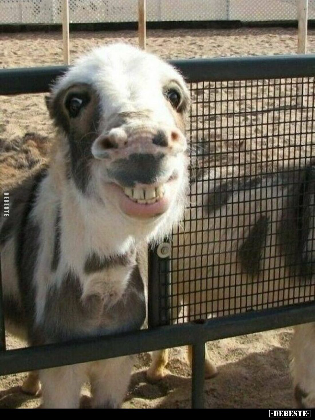  - Lustige Bilder | DEBESTE.de