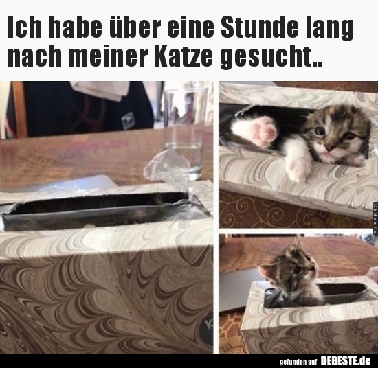 
Ich habe über eine Stunde lang nach meiner Katze gesucht..
