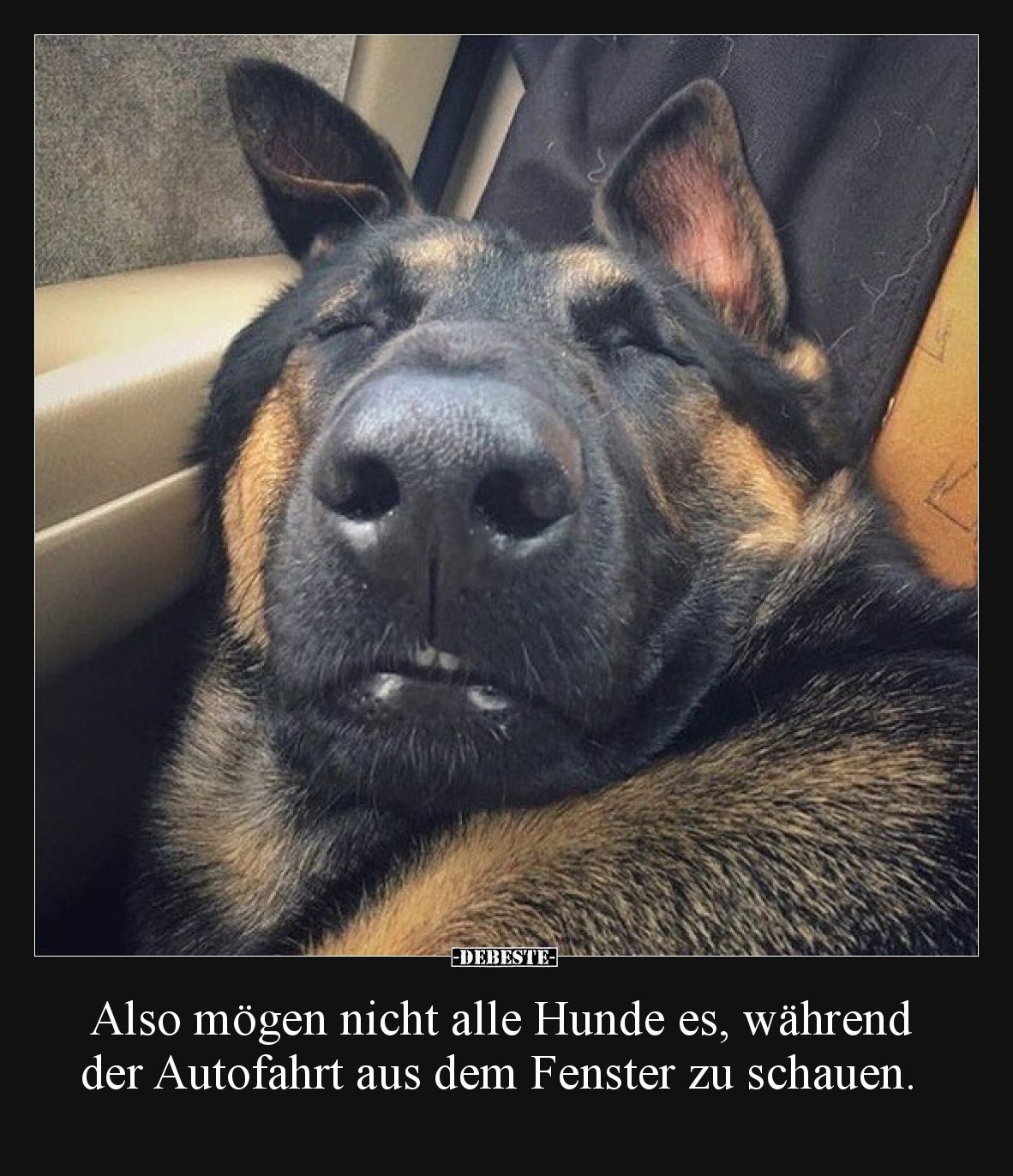 Also mögen nicht alle Hunde es, während der Autofahrt aus dem Fenster zu schauen.