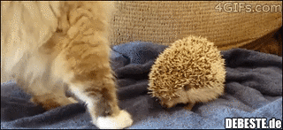  - Lustige Bilder | DEBESTE.de