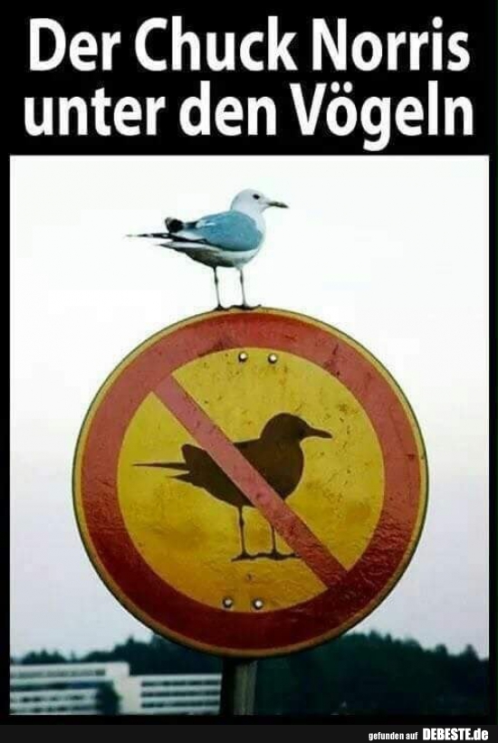 Der Chuck Norris unter den Vögeln.