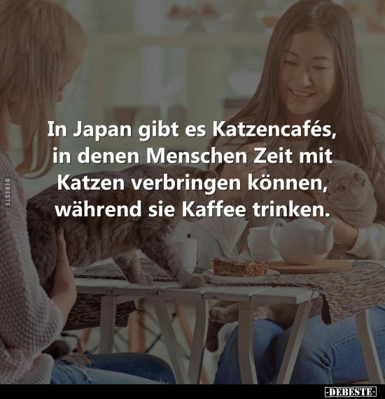 In Japan gibt es Katzencafés, in denen Menschen Zeit mit.. - Lustige Bilder | DEBESTE.de