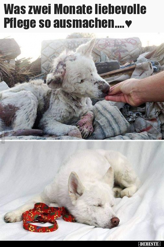 Was zwei Monate liebevolle Pflege so ausmachen....♥..
