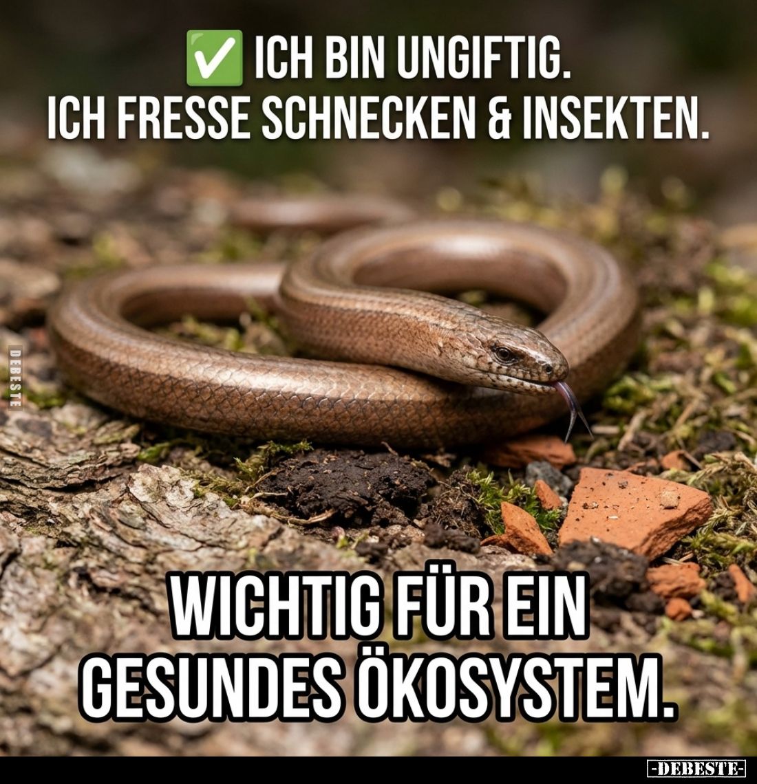 Ich bin ungiftig.
Ich fresse Schnecken und Insekten.
Wichtig für ein gesundes Ökosystem.