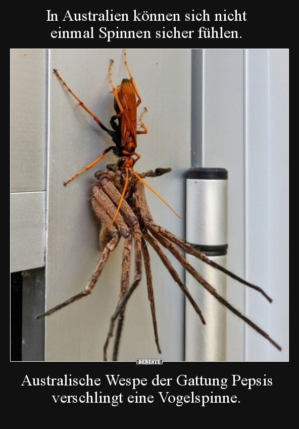 In Australien können sich nicht einmal Spinnen sicher.. - Lustige Bilder | DEBESTE.de