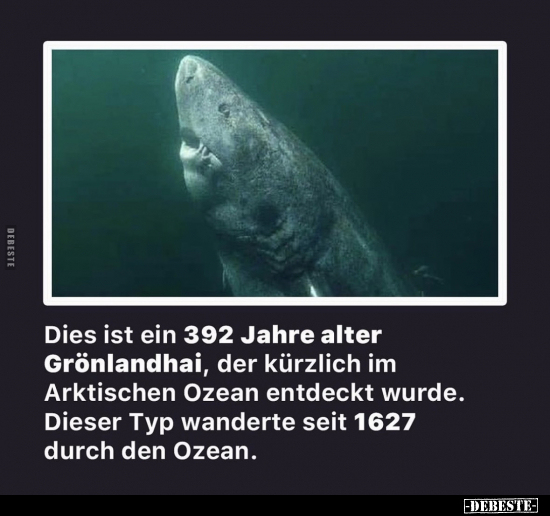 Dies ist ein 392 Jahre alter Grönlandhai, der kürzlich im.. - Lustige Bilder | DEBESTE.de