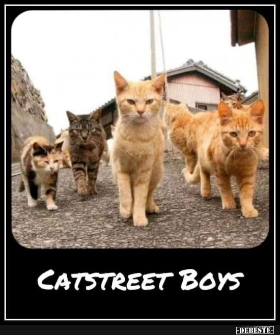 Catstreet Boys