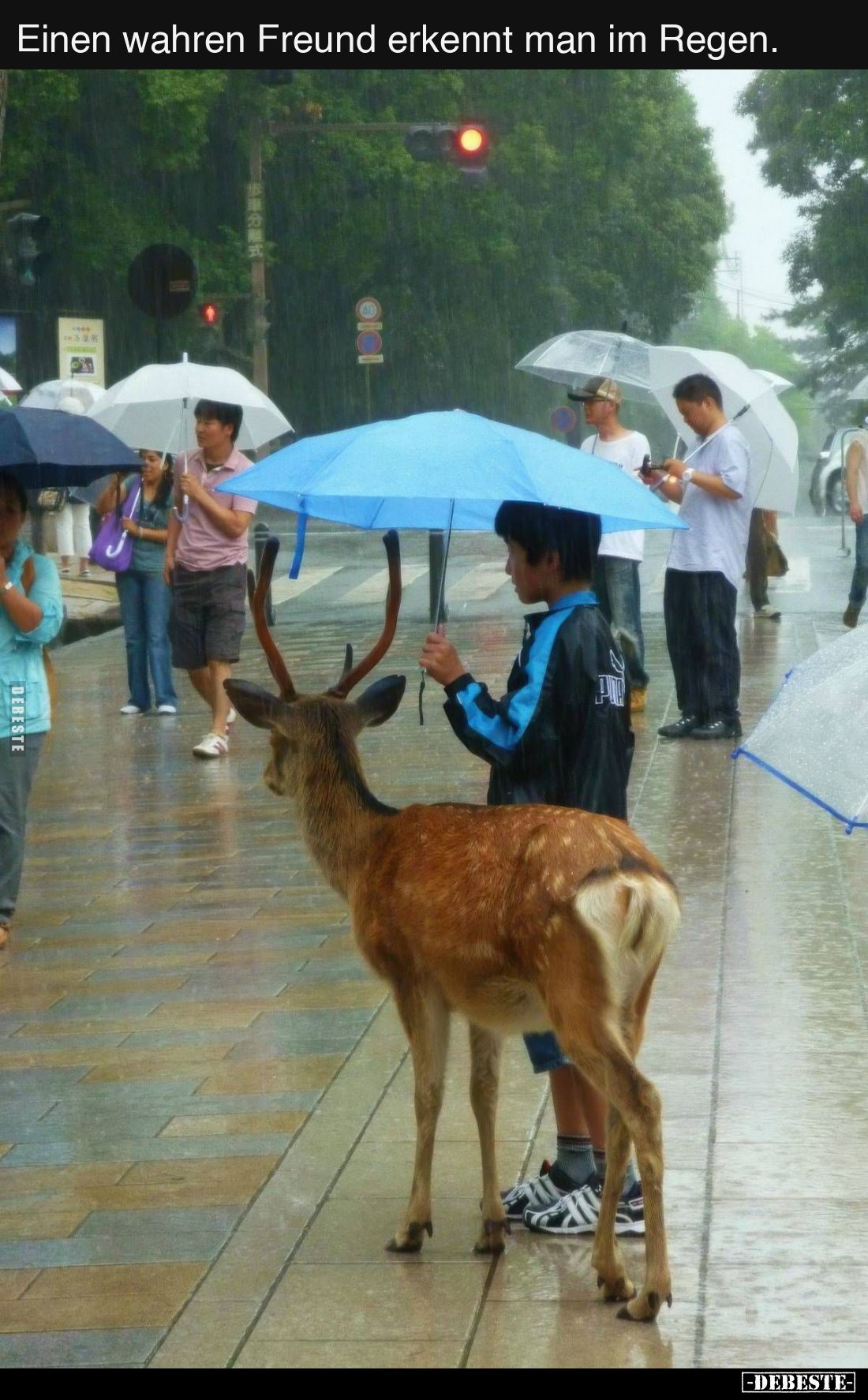Einen wahren Freund erkennt man im Regen.