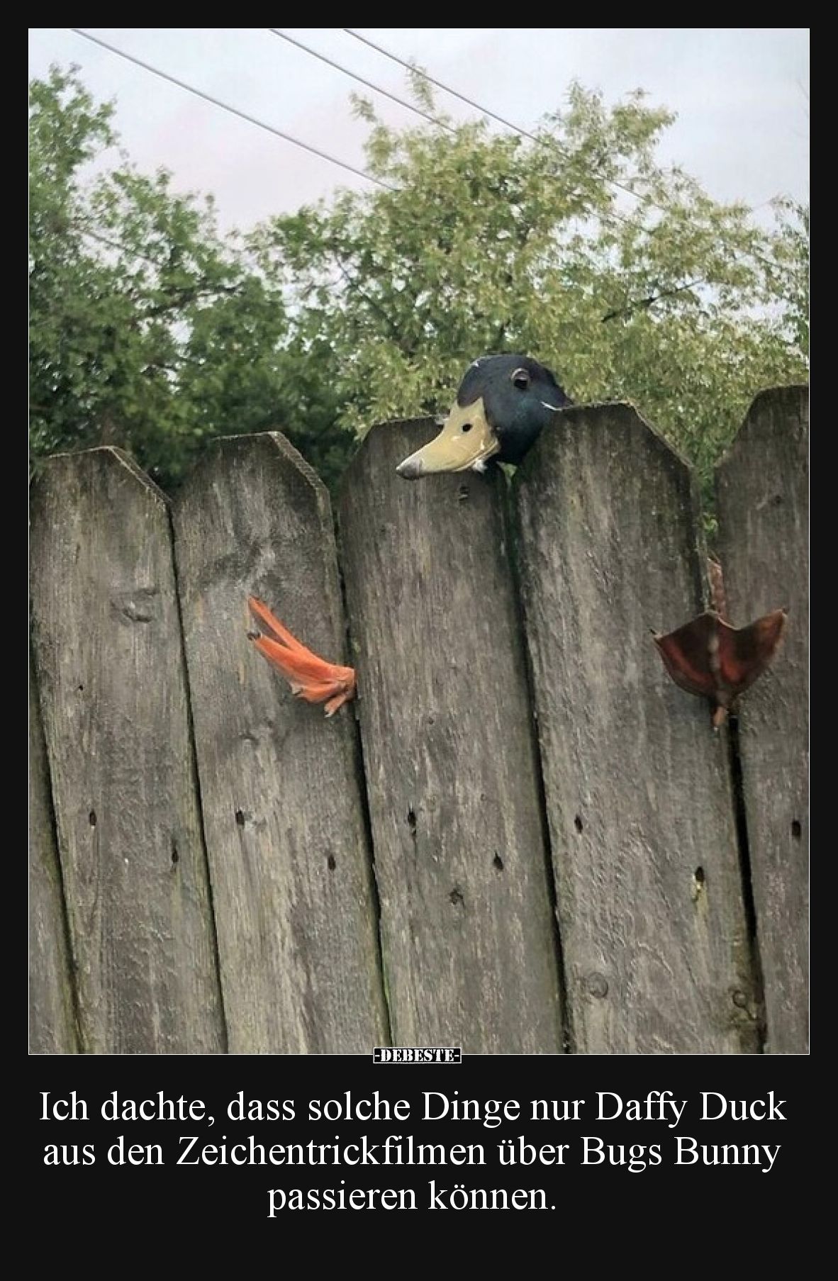 Ich dachte, dass solche Dinge nur Daffy Duck aus den Zeichentrickfilmen über Bugs Bunny passieren können.