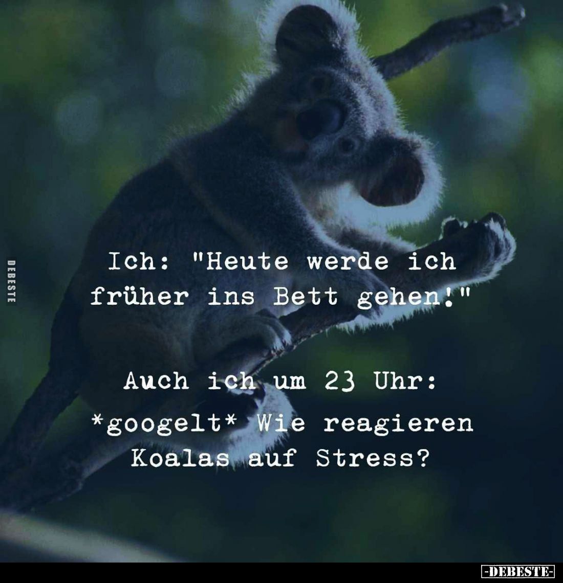 Ich: "Heute werde ich früher ins Bett gehen!" -
Auch ich um 23 Uhr:
*googelt* Wie reagieren Koalas auf Stress?