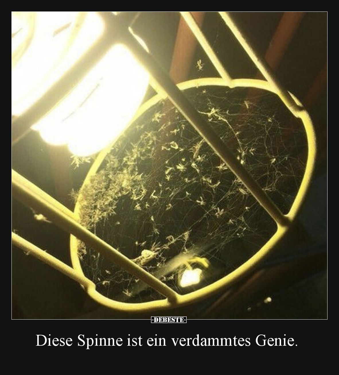 Diese Spinne ist ein verdammtes Genie.