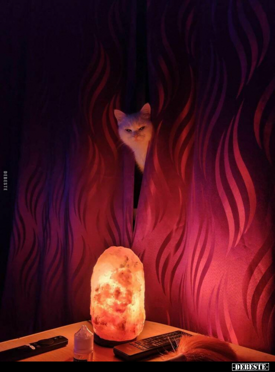  - Lustige Bilder | DEBESTE.de