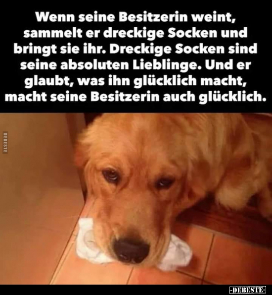 Wenn seine Besitzerin weint, sammelt er dreckige Socken und.. - Lustige Bilder | DEBESTE.de