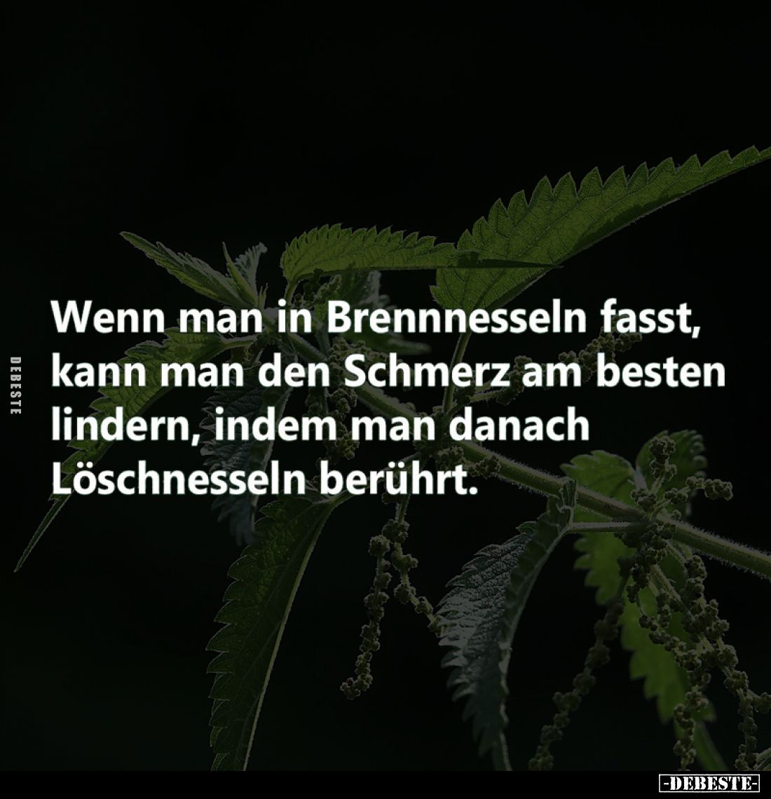 Wenn man in Brennnesseln fasst, kann man den Schmerz am besten lindern, indem man danach Löschnesseln berührt.