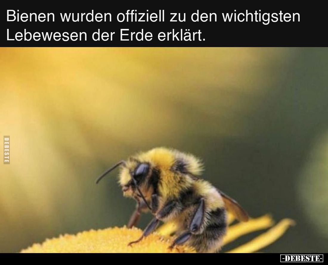 Bienen wurden offiziell zu den wichtigsten Lebewesen der Erde erklärt.