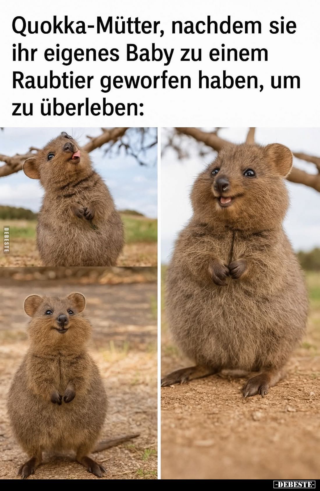 Quokka-Mütter, nachdem sie ihr eigenes Baby zu einem Raubtier geworfen haben, um zu überleben: