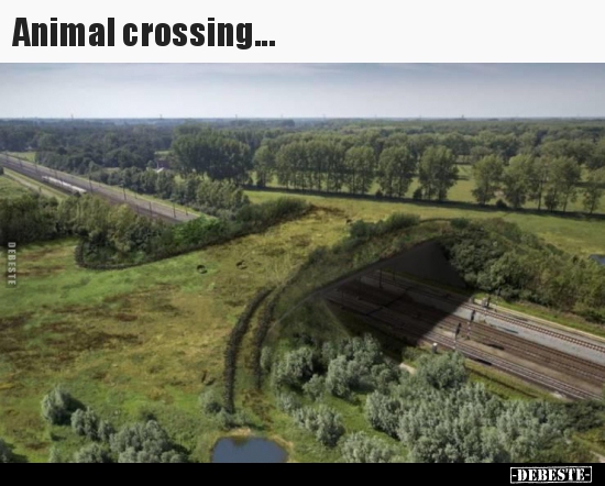 Animal crossing... - Lustige Bilder | DEBESTE.de